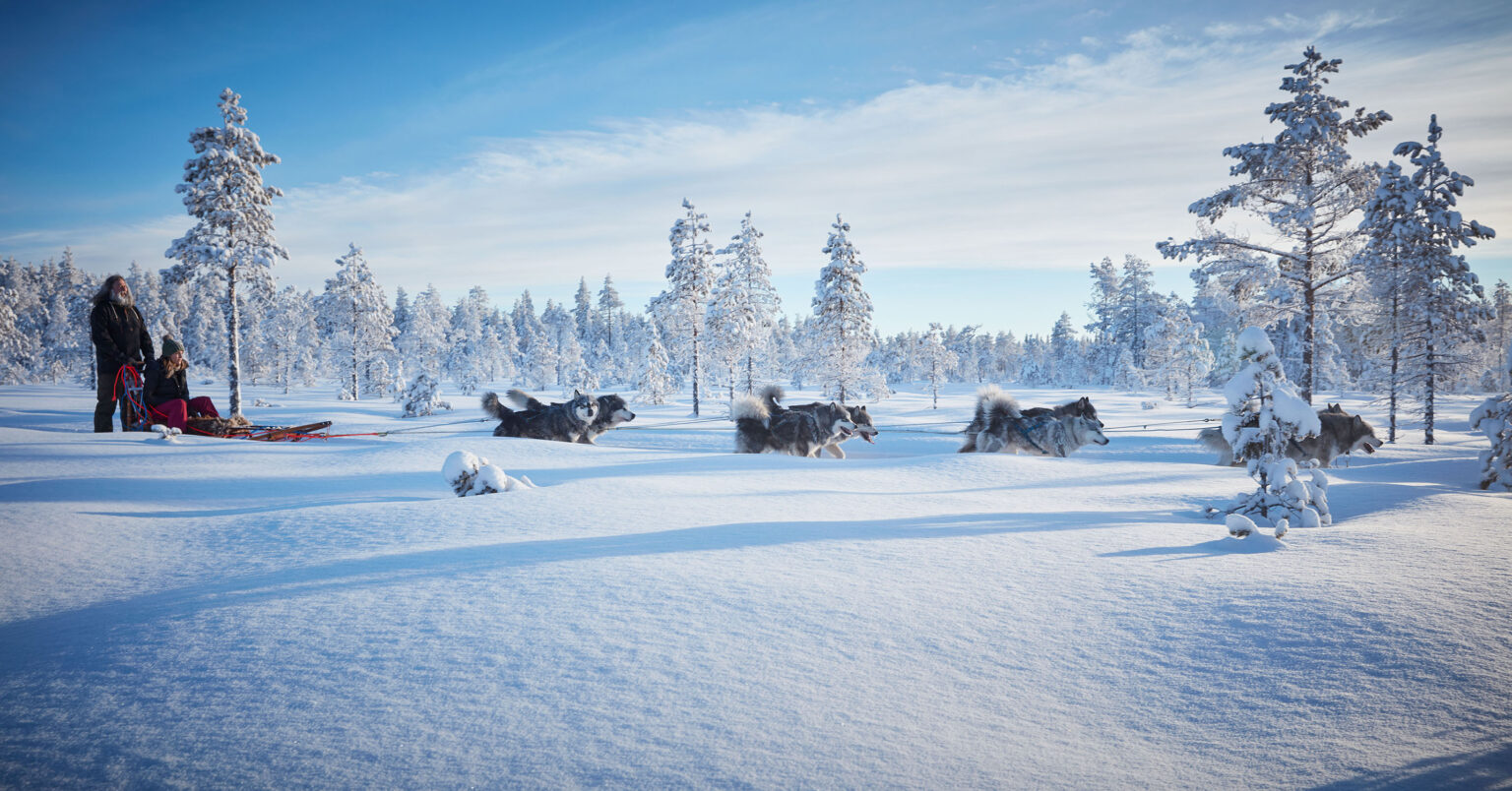 Eine Schneelandschaft mit schneebedeckten Bäumen und einem klaren blauen Himmel. Im Vordergrund zieht ein Hundeschlitten, der von mehreren Huskys gezogen wird, durch den Schnee. Auf dem Schlitten sitzt eine Person, während eine andere Person daneben steht. Beide sind warm eingepackt. Im Hintergrund erstreckt sich eine winterliche Waldlandschaft.